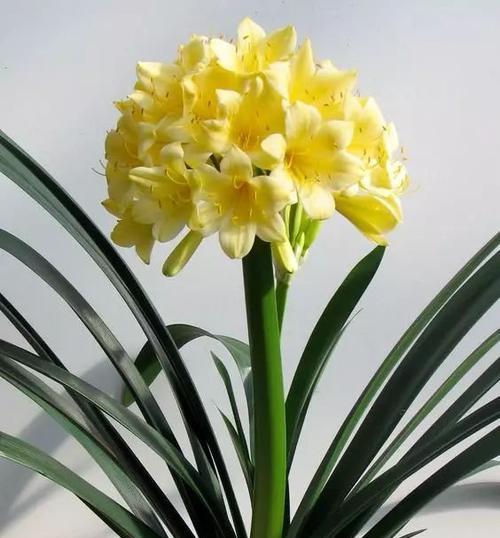 君子兰的寓意是什么？花语和象征意义有哪些？