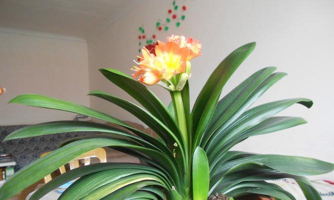 君子兰的寓意是什么？花语和象征意义有哪些？