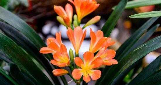 君子兰的寓意是什么？花语和象征意义有哪些？