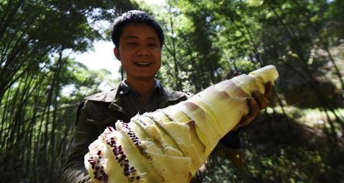 春笋什么时候采摘最合适？收获季节有哪些注意事项？