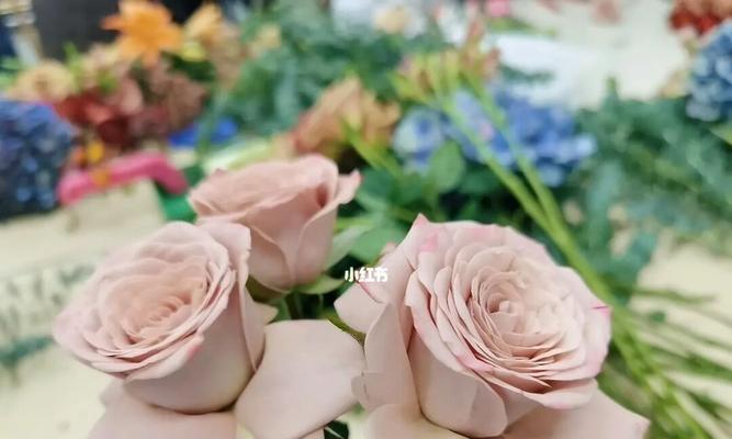 卡布奇诺玫瑰代表什么意思？花语和寓意有哪些？