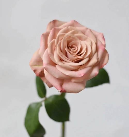 卡布奇诺玫瑰代表什么意思？花语寓意有哪些？