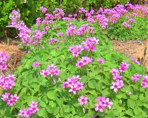 春天播种的花卉有哪些？如何正确选择适合的花卉种子？