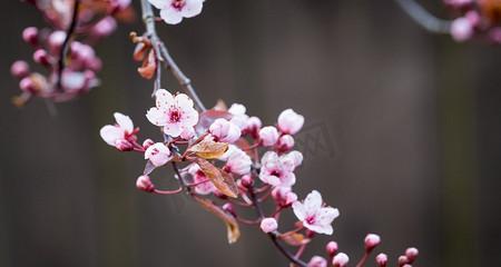 春天的花卉有哪些？如何区分常见的春季花卉？