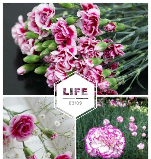 康乃馨的花语含义是什么？不同颜色代表什么意义？