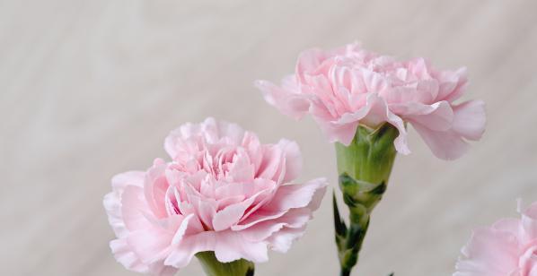 康乃馨的花语含义是什么？不同颜色代表什么意义？
