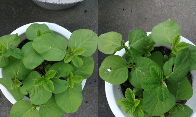 春天黄豆种植的最佳月份是什么时候？如何确保高产？