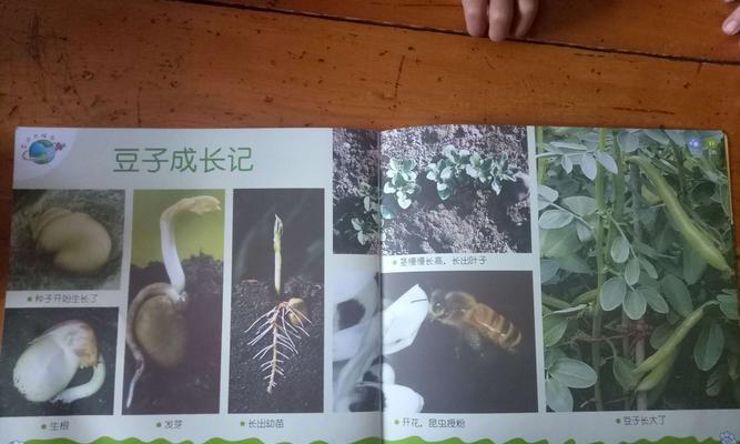 春天黄豆种植的最佳月份是什么时候？如何确保高产？