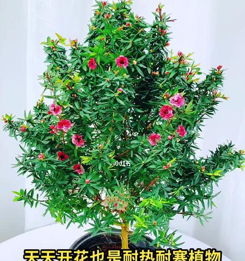 春天开花的花卉有哪些？如何选择适合春天种植的花卉？