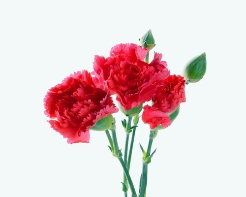 康乃馨的花语有哪些含义？不同颜色的康乃馨代表什么？