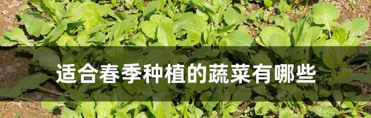 春天适合种什么菜？有哪些蔬菜种植的最佳时机？