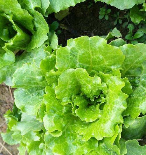 春天适合种什么菜？有哪些蔬菜种植的最佳时机？