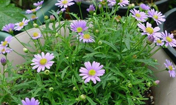 春天适合种什么花？有哪些花卉推荐？