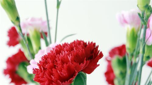 康乃馨的花语是什么？不同颜色的康乃馨寓意有何不同？