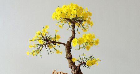 春天水培植物有哪些推荐？如何照料它们？