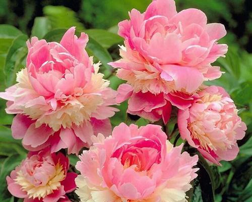 春天庭院适合种什么花？有哪些推荐的花卉种类？