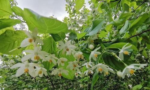 春天适合种植哪些树？如何选择适合春天的树种？