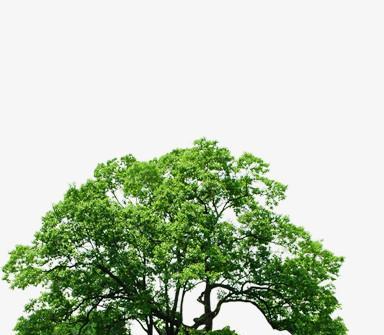 春天适合种植哪些树？如何选择适合春天的树种？