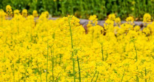 春天适合种植哪些花卉？这些花卉的养护要点是什么？
