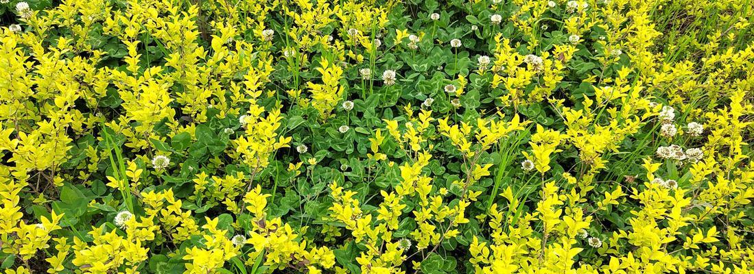 春天适合种植哪些花卉？这些花卉的养护要点是什么？
