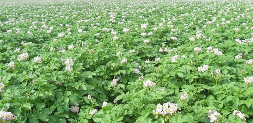 春土豆收获的最佳时间是什么时候？丰收季节几月到来？