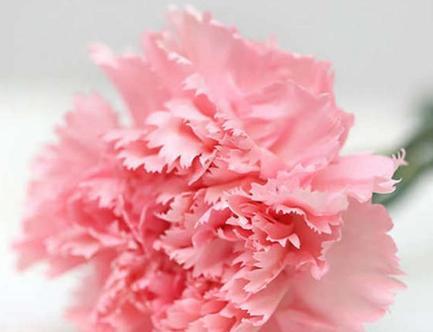 康乃馨的花语是什么呀？不同颜色的康乃馨代表什么意义？