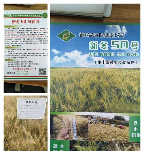 春小麦套种什么作物最适宜？套种技术要点有哪些？