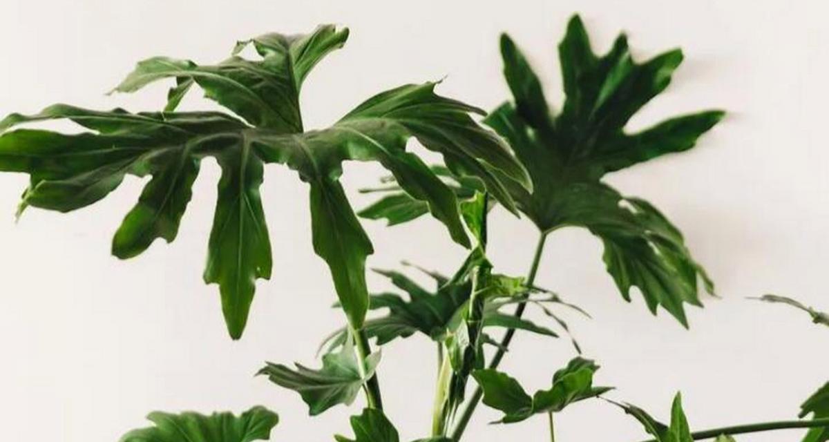 春羽多久浇一次水？如何正确养护春羽植物？