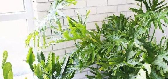 春羽多久浇一次水？如何正确养护春羽植物？