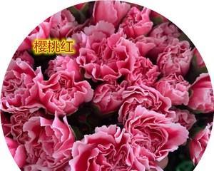 康乃馨的颜色分别代表什么？每种颜色的花语是什么？