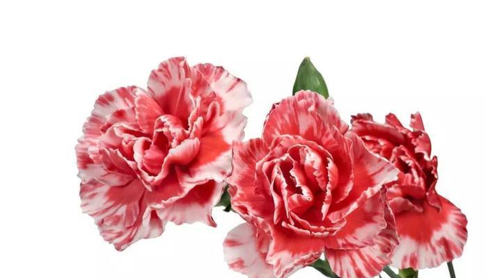 康乃馨代表什么含义？花语有哪些？