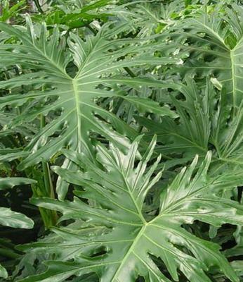 春羽开花吗？花期长的特征是什么？