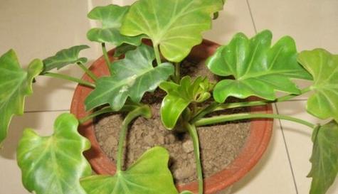 春羽开花吗？花期长的特征是什么？