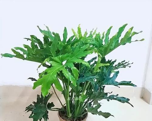 春羽老桩怎么养？养殖方法和养护事项有哪些？
