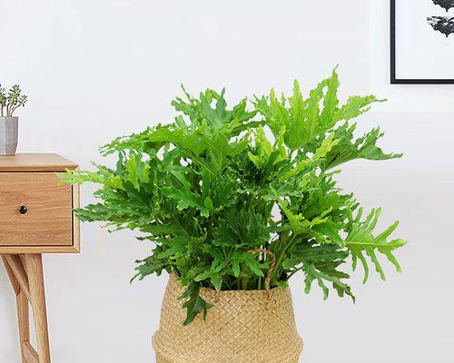 春羽耐寒多少度？如何在低温环境中养护春羽植物？