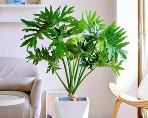 春羽适合放办公室吗？办公室风水好位置在哪里？