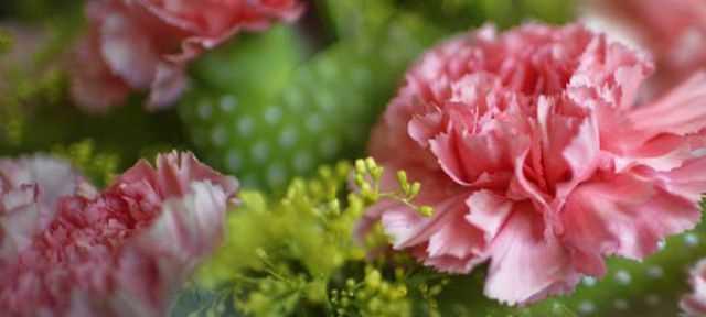 康乃馨花的花语是什么？不同颜色代表哪些情感？
