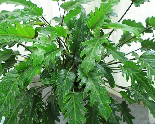 春羽叶子下垂怎么办？如何正确处理植物叶子下垂问题？