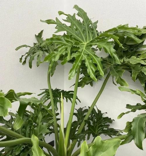 春羽繁殖方法有哪些？繁殖过程中需要注意什么？