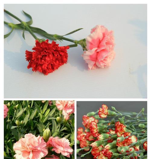 康乃馨花语代表什么？不同颜色的康乃馨含义有何不同？