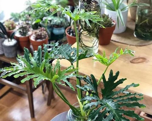春雨叶片发黄是什么原因？如何处理发黄的叶片？