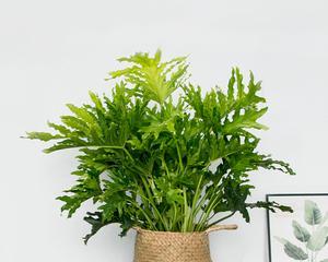 春雨叶片发黄是什么原因？如何处理发黄的叶片？