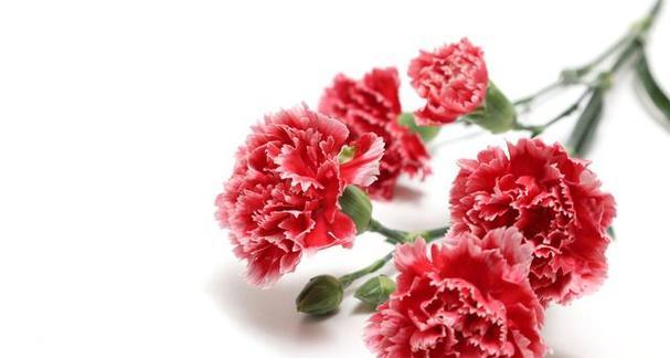 康乃馨代表什么？花语和寓意有哪些常见问题解答？