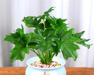 春雨怎么养殖方法？春雨植物的正确养殖步骤是什么？