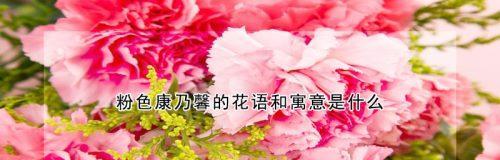 康乃馨花语代表什么？不同颜色的康乃馨寓意有何不同？