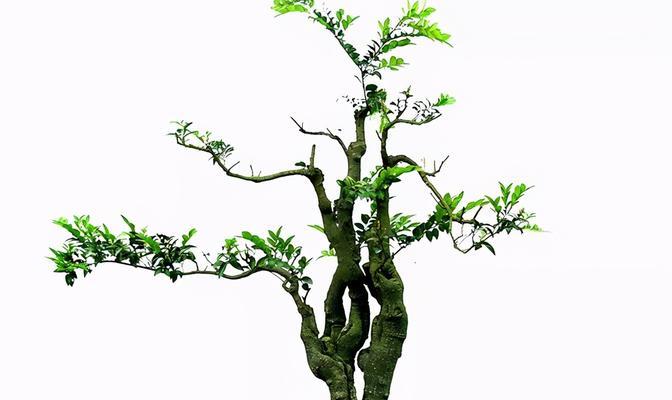 椿茶木是什么木材？它的特点和用途有哪些？