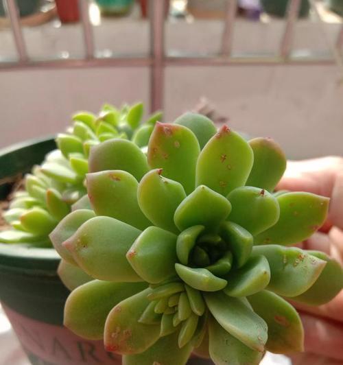 纯河沙种植多肉植物的可行性及注意事项是什么？