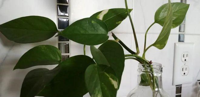 纯净水浇花真的好吗？植物用纯净水浇有什么影响？