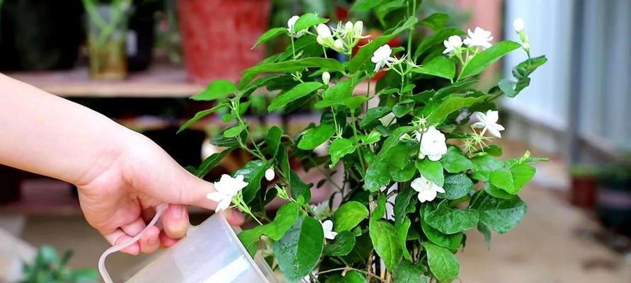 纯净水浇花有什么影响？是否真的适合植物生长？