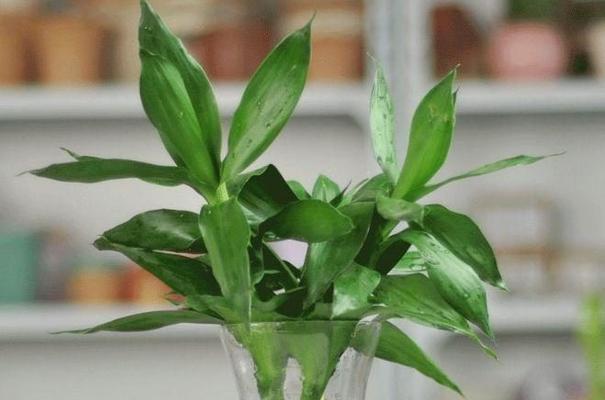 纯净水浇花有什么影响？是否真的适合植物生长？